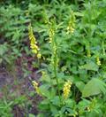 yellow sweet clover